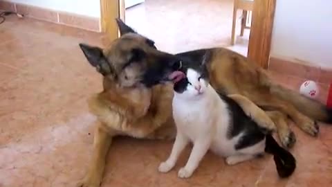 Smart Dog and Cat in love