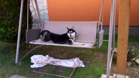 Stubborn husky absolutely refuses to get off swing