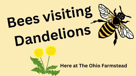 5 Minutes of Honey Bees Visiting Dandelions
