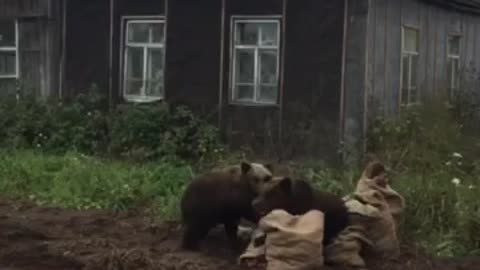 медведи отжимают картошку