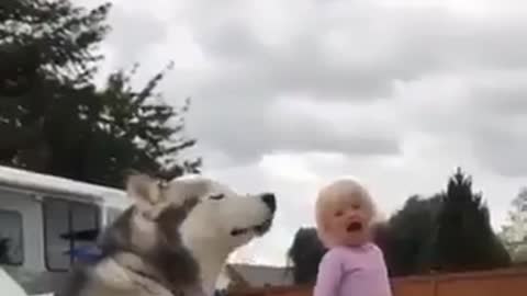 Funny and Cute Dog mitating a child