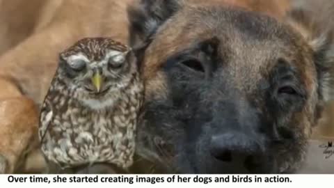 Tiny Owl And Giant Shepherd Dog Have The Cutest Interspecies Friendship Ever