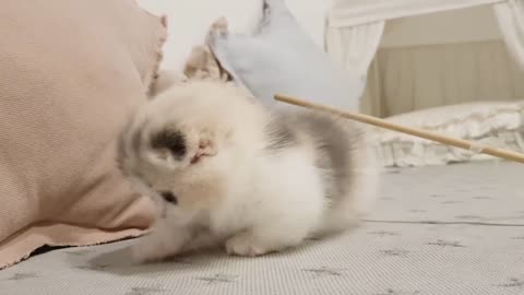 cute cat kitten videos short leg cat- KimsKennelUS