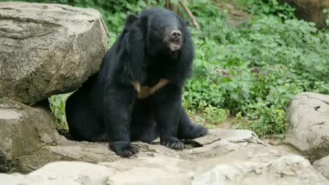 beautiful Life Of Wildlife Asian Black Bear In Forest