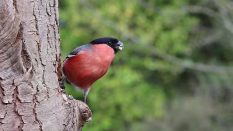 Wonderful video This beautiful bird in its color and sound