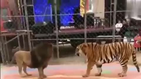 Tiger vs lion/dangerous fight