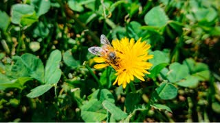 Honey Bees on Dandelions