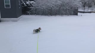 Willow Loves Snow!