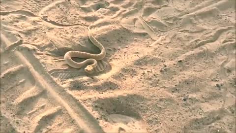 😱 Dubai desert snake Cerastes
