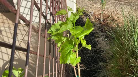 Black Monukka grapevine growing