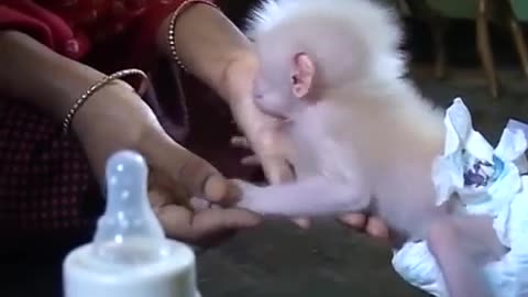 Baby monkey feeding