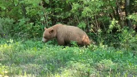Young Agressive Brown Bear eating grass before going to hibernate