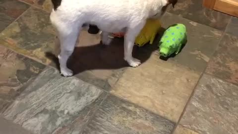 Jack Russell Trick