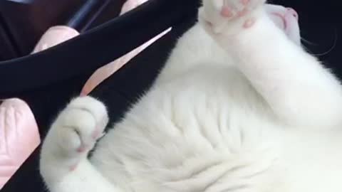 Kitty gives a priceless reaction
