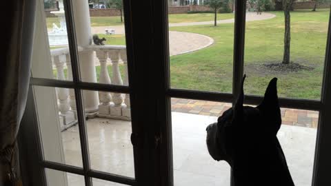 Fearless squirrel mocks Great Dane through glass door