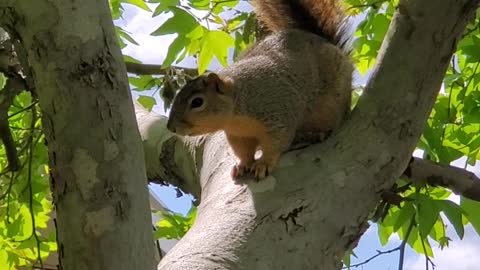 Squirrel in tree at Whittier College, CA. March 21 2020.