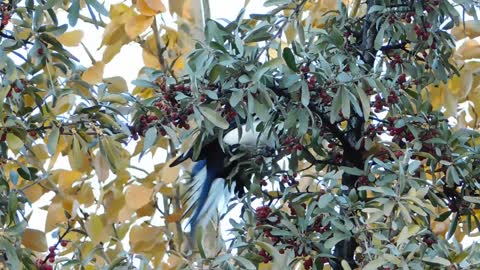 bird picking up some grape from red tree