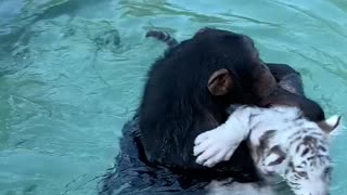 Cute monkey helping tiger cub