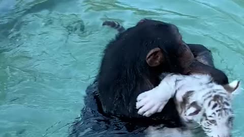 Cute monkey helping tiger cub
