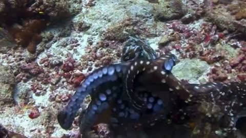Octopus Fight. Maldives Underwater Live