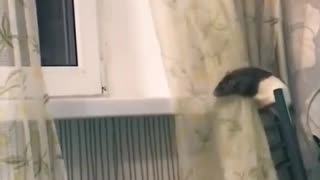 Clever Rat Circumvents Curtains to Prized Window Seat