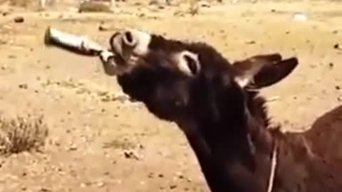 15 seconds video of donkey drinking mineral from bottle