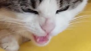 Kitten is furious!