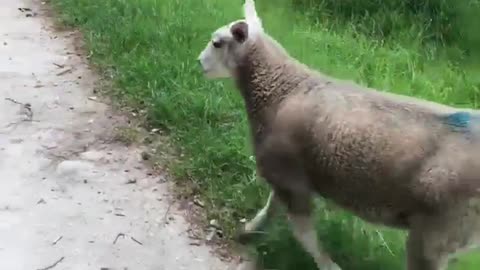 A friendly lamb really wants to play with this little doggy
