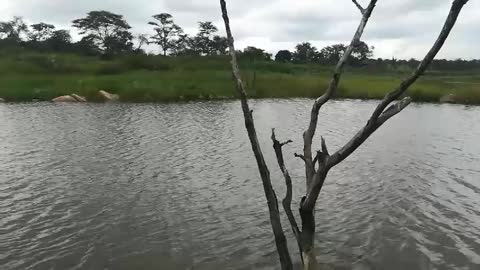 Great catfish dam