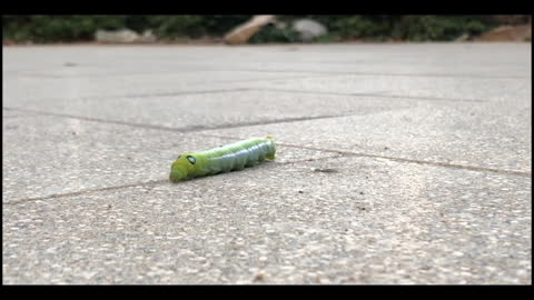 caterpillar Videos3073