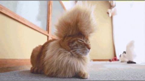 cats with hair cuts look like dragon and dangerous