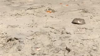 Ghost Crab Takes Cheeto Back to Lair