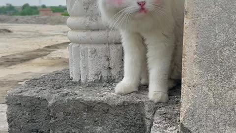 A white cat stands like a lion, and each eye is a different color, see what it looks like