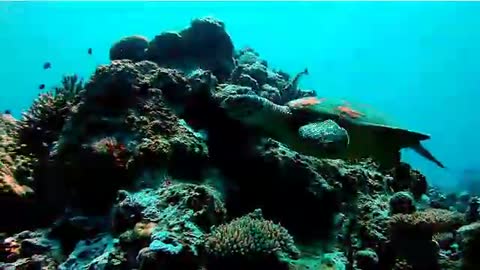 Philippines - Glimpses of Apo Reef diving