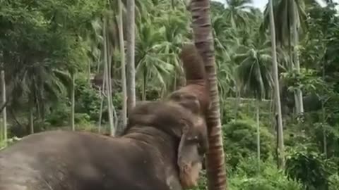 Video of an elephant removing a coconut tree