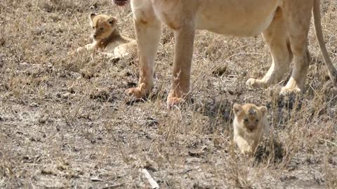 Mama lion guarding over her cubs against intruders