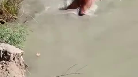 Bird attacking Fisherman