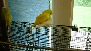 RARE!!! BUDGIE MATING WITH LOTS OF AUDIENCE!