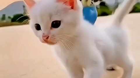 Cute 🥰 cats
