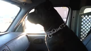 Cane Corso guarding his van..