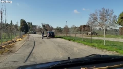 Un perro leal persigue el auto de su dueño sin darse cuenta de que lo estaba abandonando