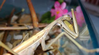 Praying Mantis eating a fly