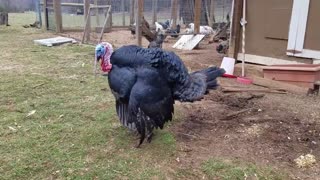 Dancing Turkey