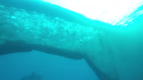 Dolphins swimming in the Red Sea, Eilat Israel 4