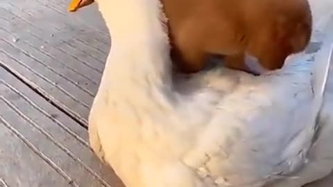 DOG TAKING RIDE OF DUCK