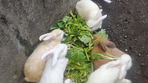 My Cute Fat Bunnies Eating!!