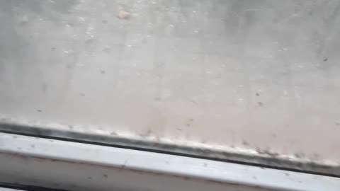 Crazy mosquito storm after thr Istanbul storm