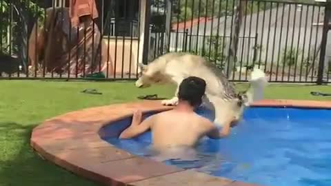 Clumsy doggo walked closely to the pool...regrets immediately