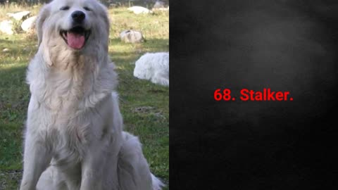TOP 100 Badass Dog Names For Male!