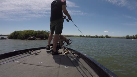 Ruger the fishing dog